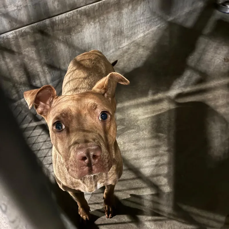 An adult small-sized female Brown / Chocolate Pit Bull Terrier dog named Nova for adoption in Pasadena, CA