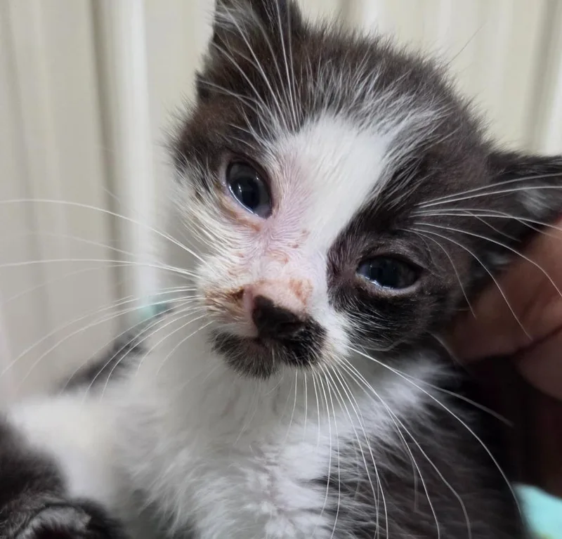 A baby medium-sized male Domestic Short Hair cat named Dean for adoption in Medford, WI