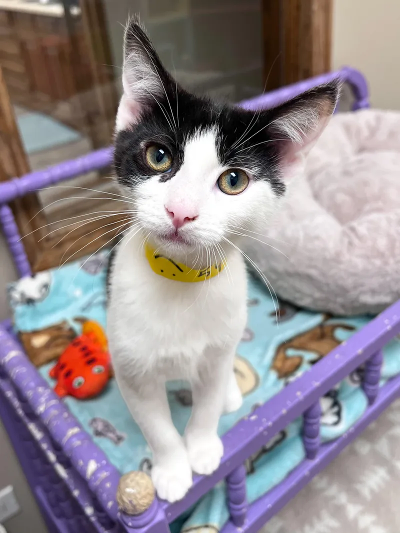 A young medium-sized female Black & White / Tuxedo Domestic Short Hair cat named Ruby for adoption in Arlington Heights, IL