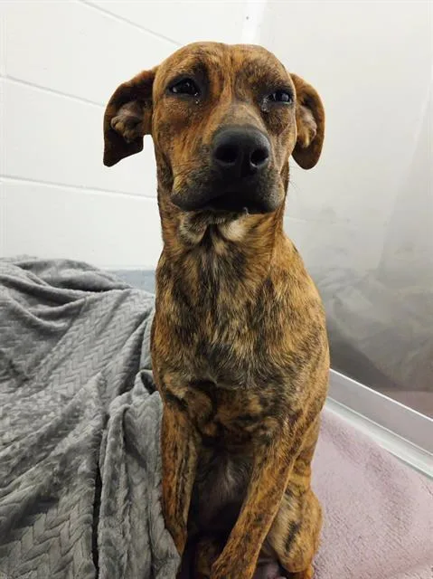 A young medium-sized female Pit Bull Terrier dog named Grace for adoption in Indianapolis, IN