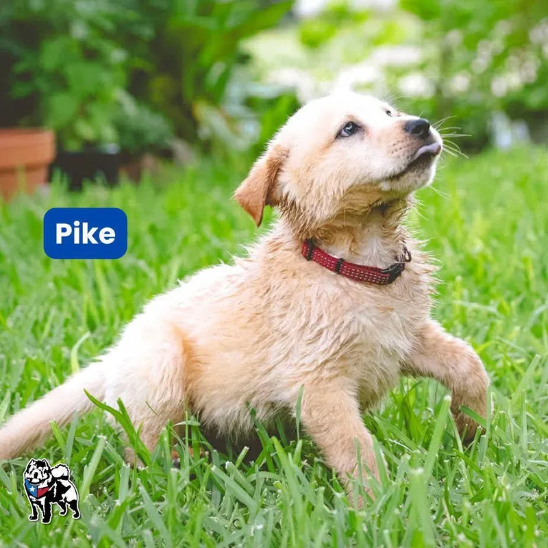 Pike
