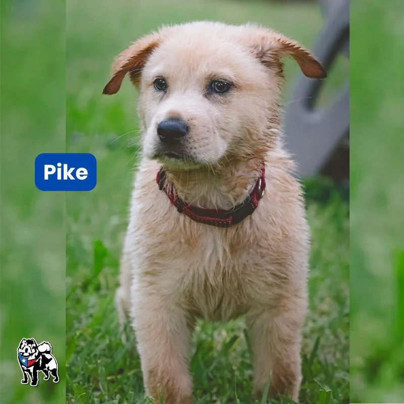 Pike thumbnail 2