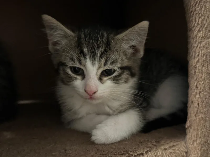 A baby medium-sized female Brown / Chocolate Tabby cat named Q Tip And Poppy for adoption in Staunton, VA