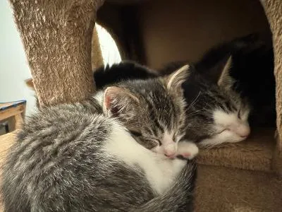 Q Tip And Poppy thumbnail 2