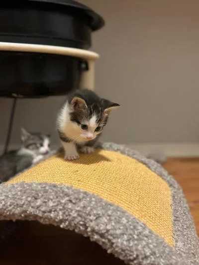 Q Tip And Poppy thumbnail 3