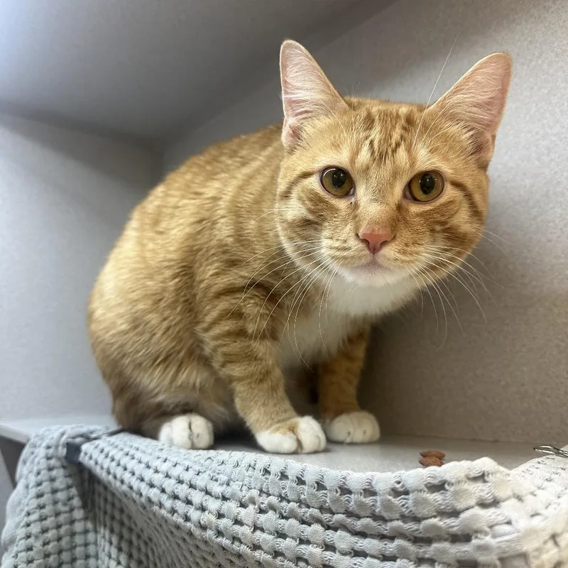 An adult large-sized male Orange / Red Domestic Short Hair cat named Canelo for adoption in Pittsburgh, PA