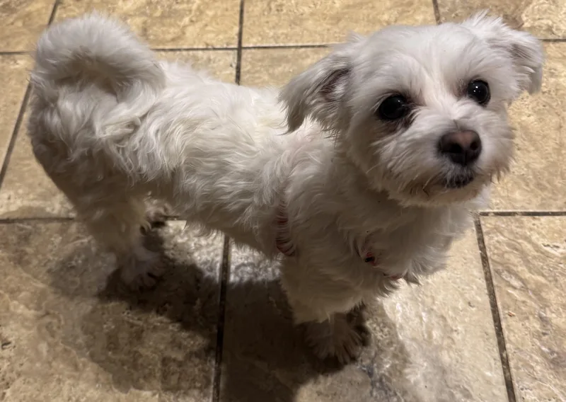 An adult small-sized female Maltese dog named Princess for adoption in Delmar, NY