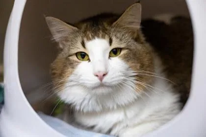 A young small-sized male Domestic Medium Hair cat named Nutmeg for adoption in Golden Valley, MN