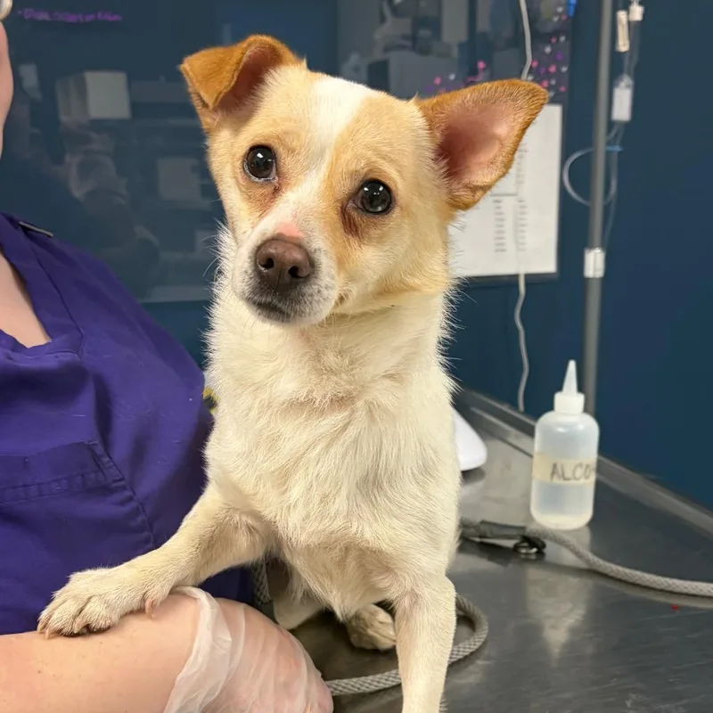 An adult small-sized male Yellow / Tan / Blond / Fawn Mixed Breed dog named Nacho for adoption in Newark, NJ