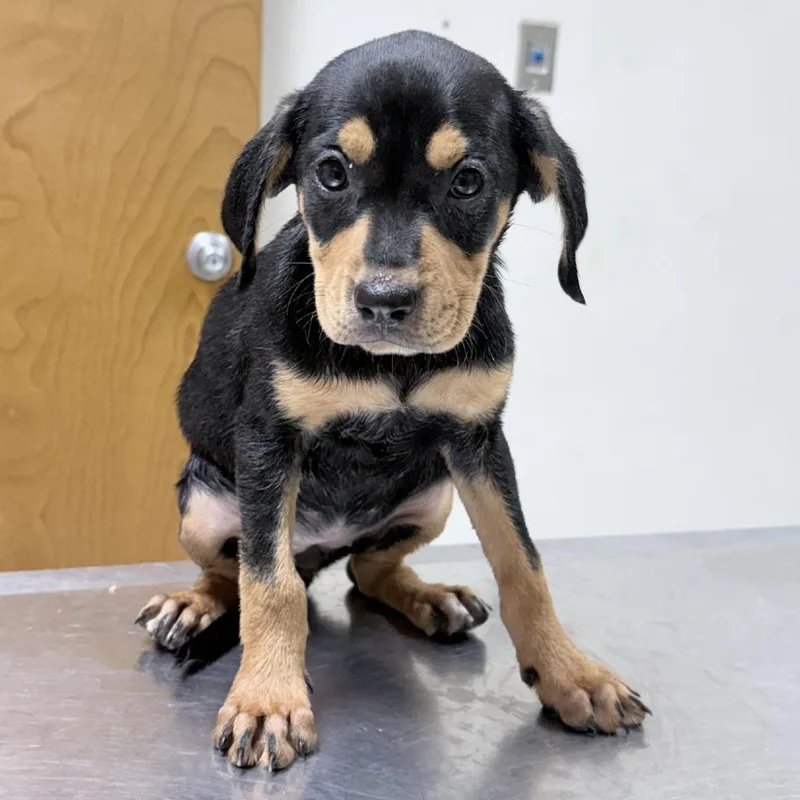 A baby small-sized female Black Rottweiler dog named Ginny for adoption in Tyler, TX