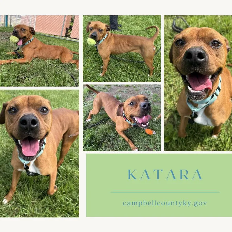 An adult medium-sized female Red / Chestnut / Orange Mixed Breed dog named Katara for adoption in Melbourne, KY