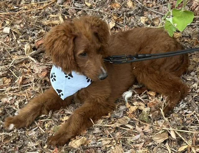 A young small-sized male Brown / Chocolate Irish Setter dog named Canelo for adoption in Bell Gardens, CA