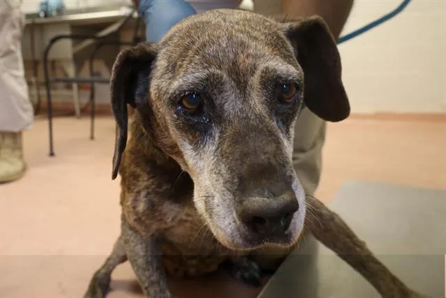 A senior large-sized female Mixed Breed dog named Molly for adoption in Columbia, SC