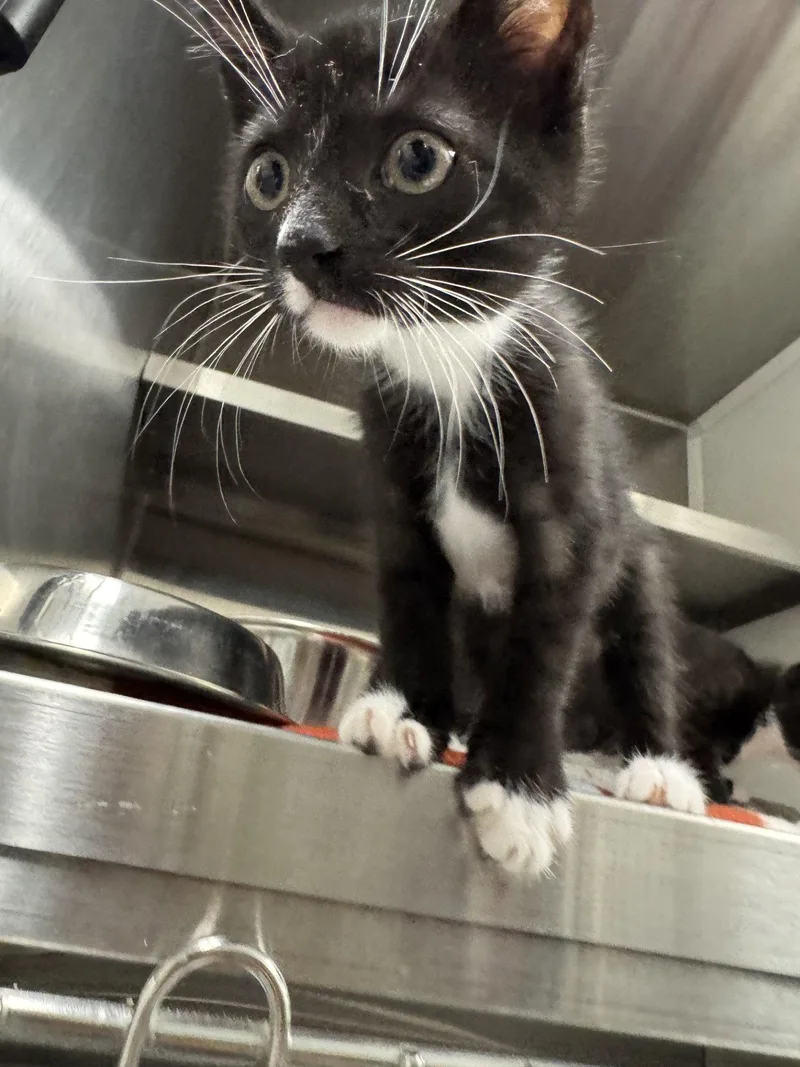 A young small-sized male Black & White / Tuxedo Domestic Short Hair cat named Boo for adoption in Hilton Head Island, SC