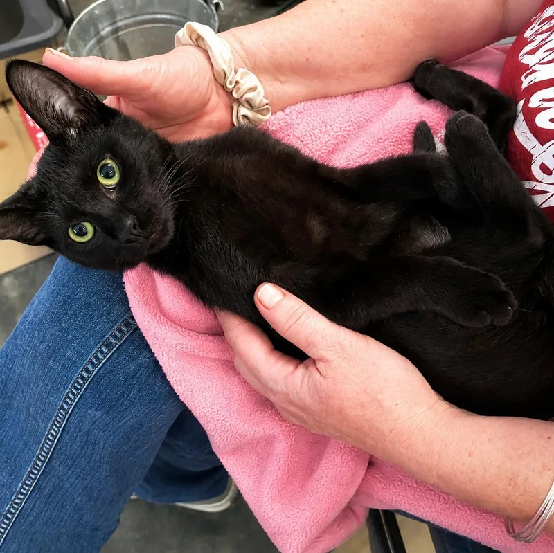 A baby small-sized male Black Domestic Short Hair cat named Silky for adoption in Charlotte, NC