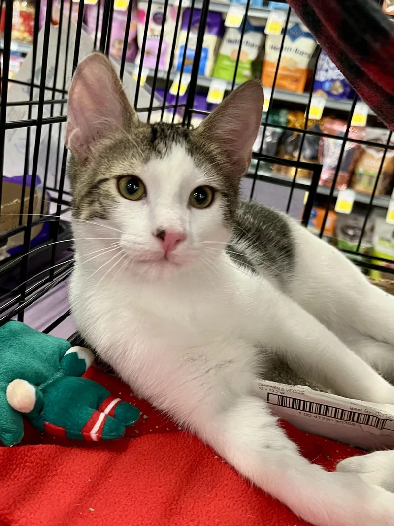 A baby medium-sized male Tabby (Brown / Chocolate) Domestic Short Hair cat named Jacob Black CA for adoption in Schertz, TX
