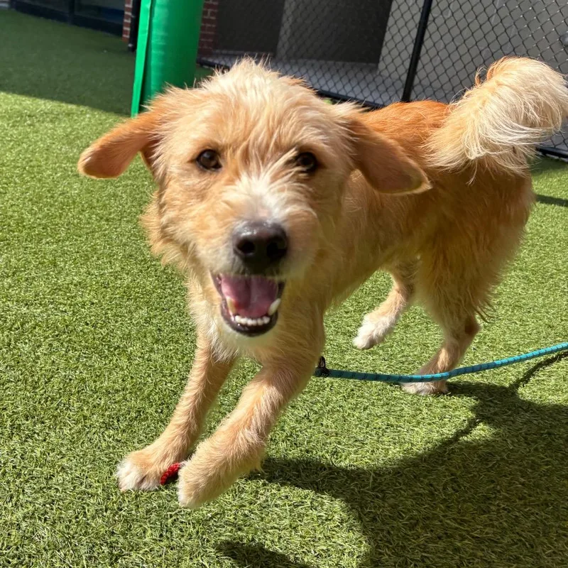 An adult medium-sized male Yellow / Tan / Blond / Fawn Mixed Breed dog named Rooster for adoption in Washington Township, OH