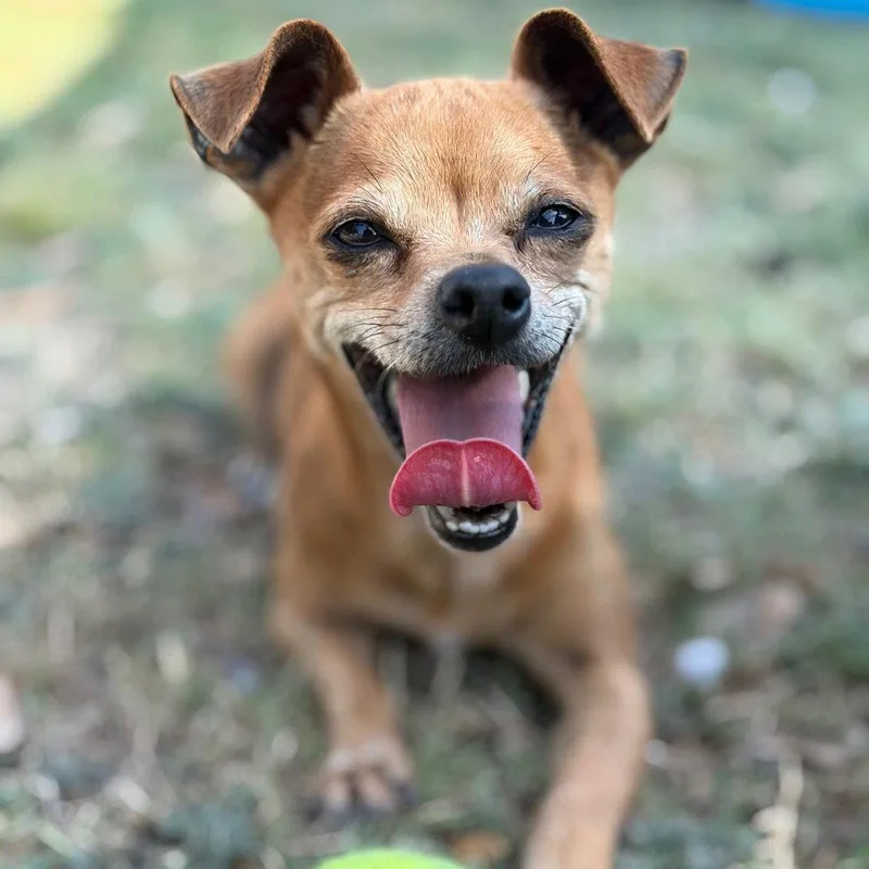A senior small-sized female Chihuahua dog named Ella Gch for adoption in Rockaway, NJ