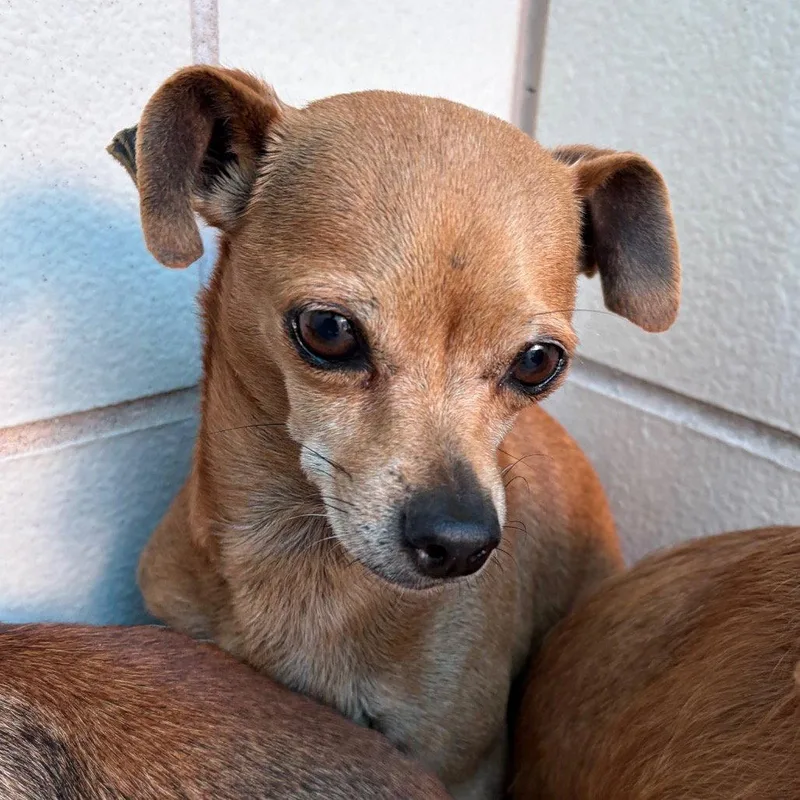 Ella Gch thumbnail 3