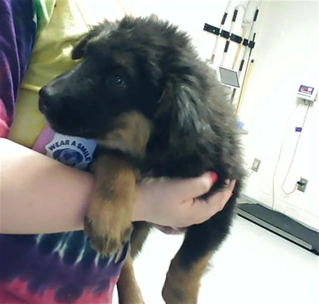 A baby small-sized male German Shepherd Dog dog named Griffin for adoption in Fayetteville, NC
