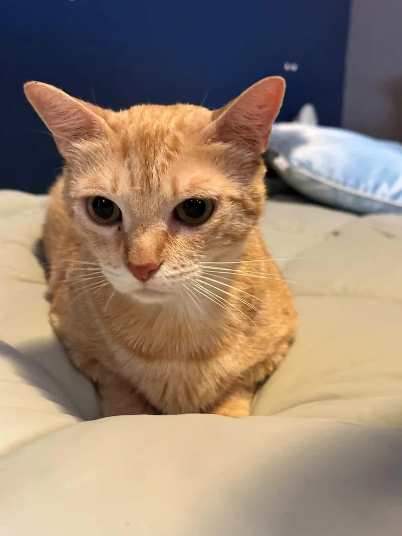 A young small-sized female Orange & White Domestic Short Hair cat named Caddy for adoption in Bell Gardens, CA