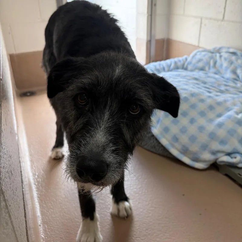 An adult medium-sized female Black Mixed Breed dog named Millie for adoption in Reno, NV
