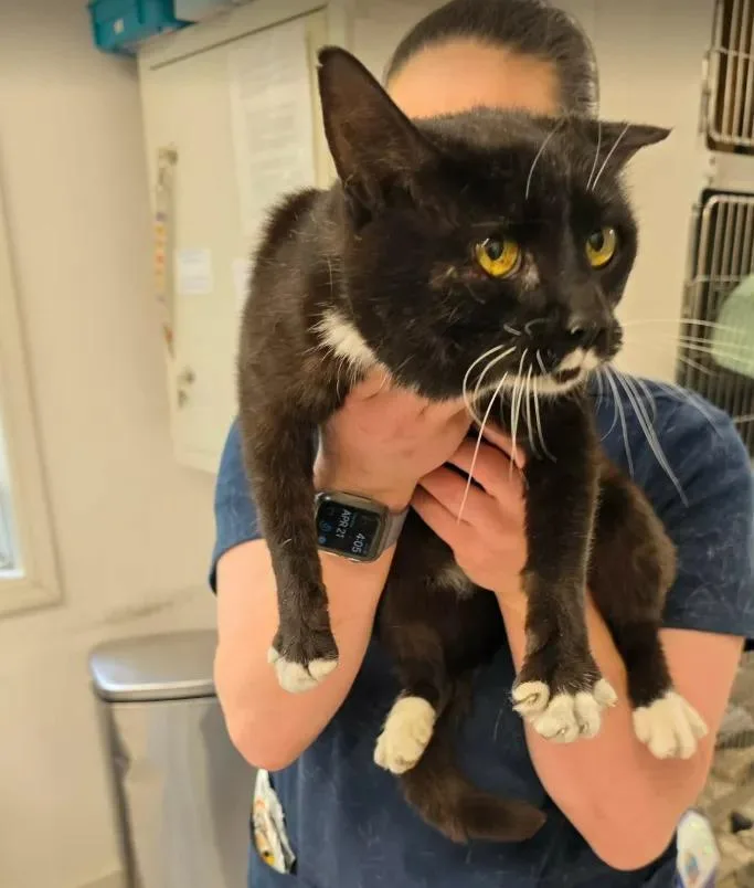 An adult medium-sized female Domestic Short Hair cat named Burney for adoption in Maryville, TN