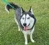 An adult medium-sized female Black Siberian Husky dog named Sugar for adoption in Sudbury, MA