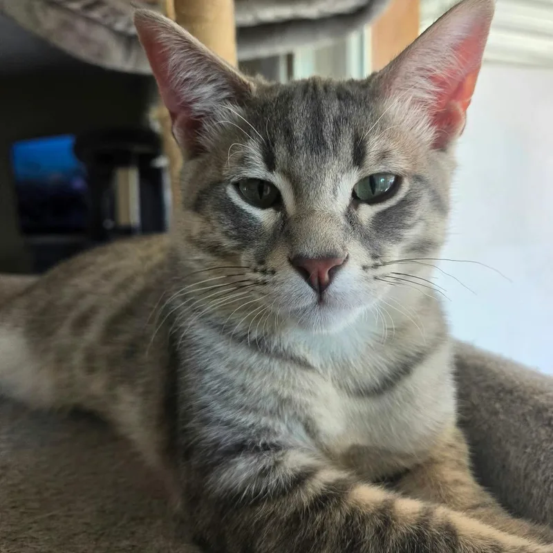 A baby medium-sized male Tabby (Gray / Blue / Silver) Domestic Short Hair cat named Bryan for adoption in Warr Acres, OK