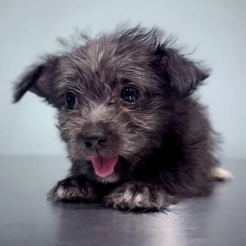 A baby small-sized female Black Terrier dog named Pearl for adoption in Portland, OR
