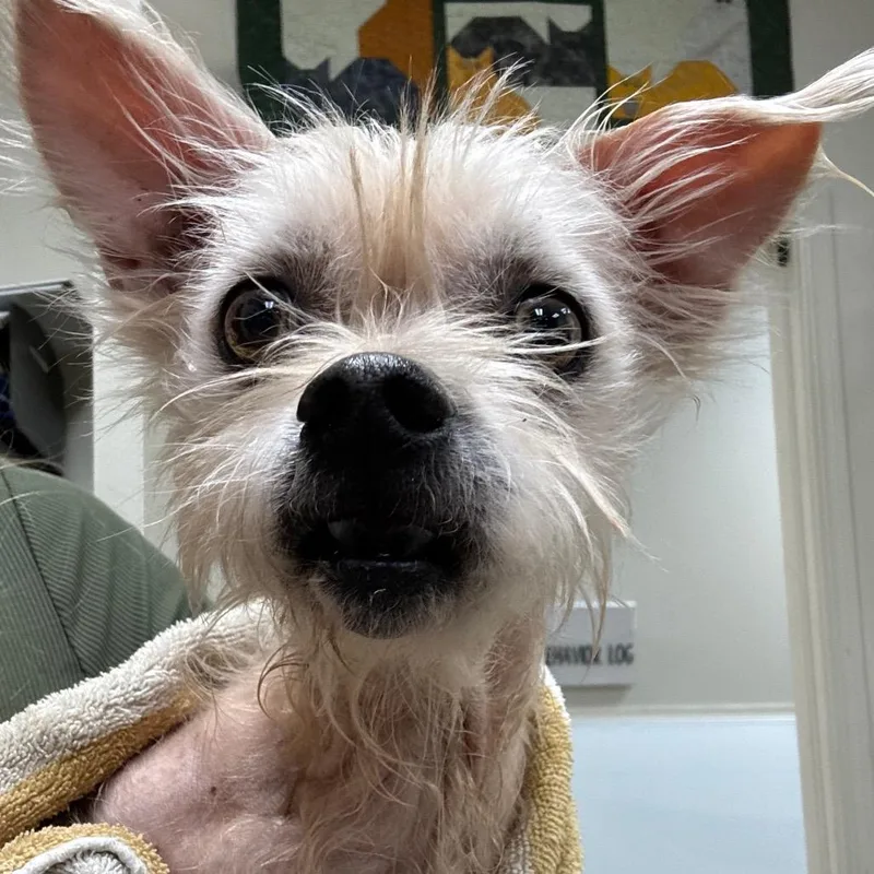 A senior small-sized female White / Cream Mixed Breed dog named Willow for adoption in Pekin, IL