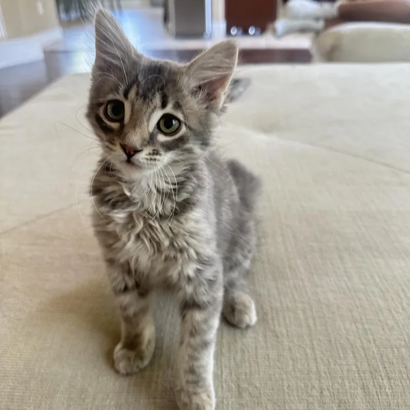 Short Tail