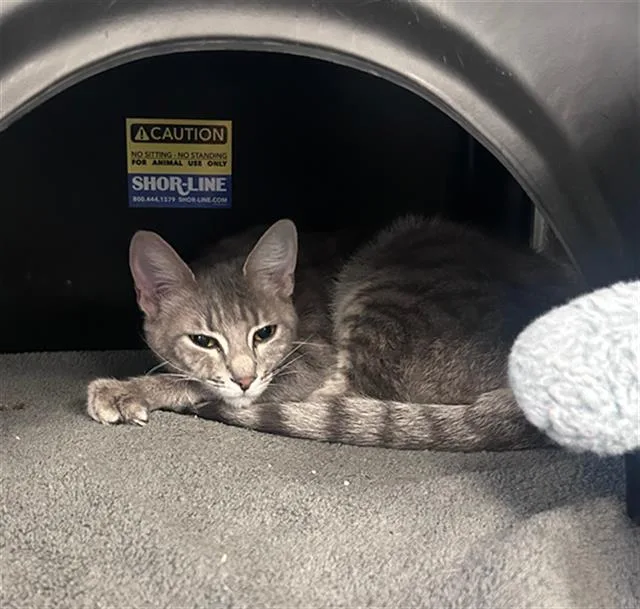 A young medium-sized female Domestic Short Hair cat named Momma for adoption in Dallas, TX