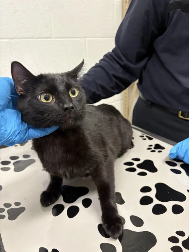 A young small-sized female Domestic Short Hair cat named Clarabell for adoption in Derwood, MD