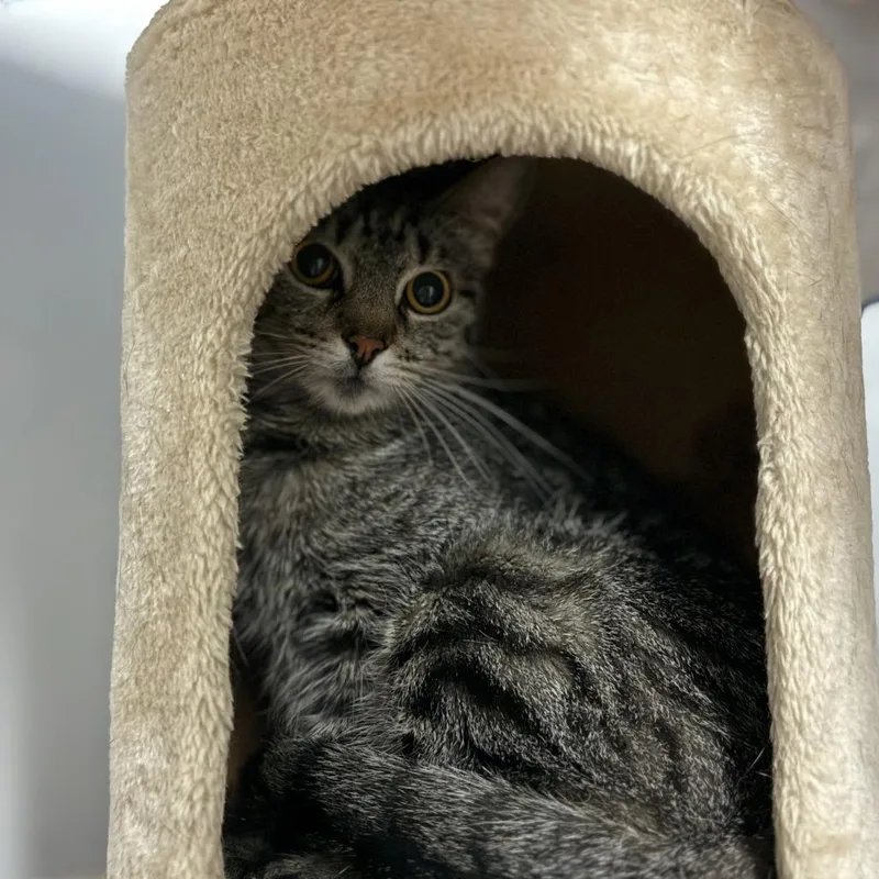 An adult medium-sized female Brown / Chocolate Domestic Short Hair cat named Holly for adoption in South Elgin, IL