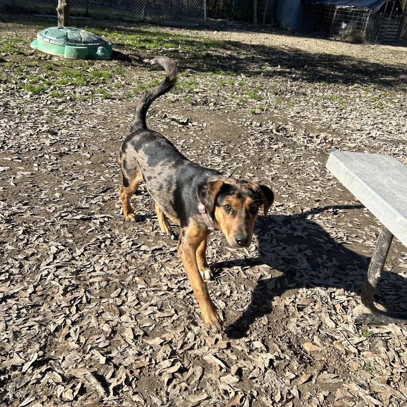 A young medium-sized female Merle (Blue) Australian Shepherd dog named Athene for adoption in Pine Bluff, AR