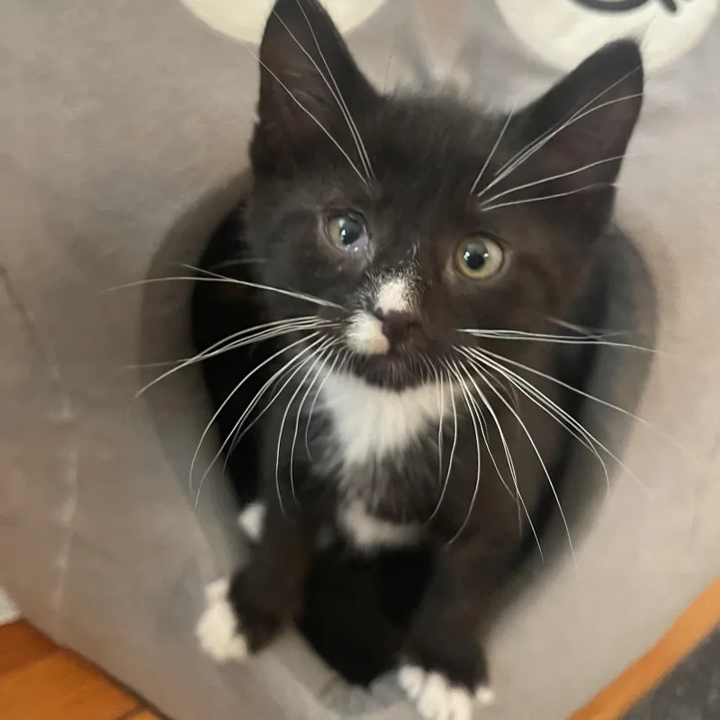 A baby small-sized male Black Domestic Short Hair cat named White Lightnin for adoption in Rochester, MN