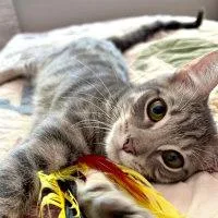 A young medium-sized male Tabby (Gray / Blue / Silver) Tabby cat named Koa for adoption in Henderson, NV
