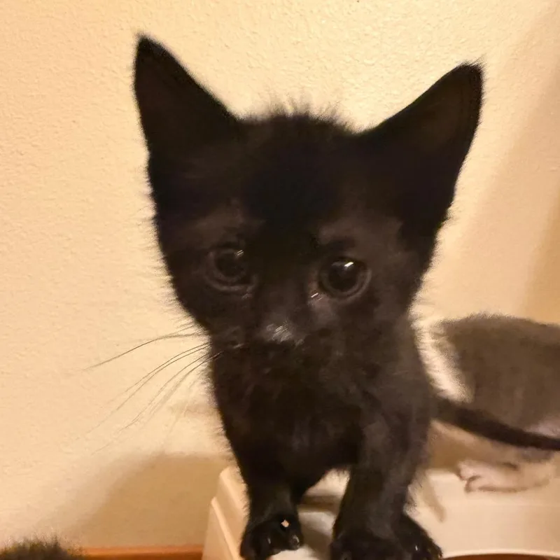 A baby small-sized female Black Domestic Short Hair cat named Kiwi for adoption in Maple Falls, WA
