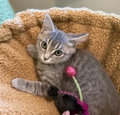 A young small-sized female Gray & White Domestic Short Hair cat named Penny Rice for adoption in Midland, VA