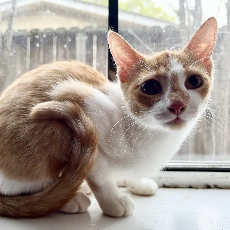 Clementine Sisterofherb thumbnail 2