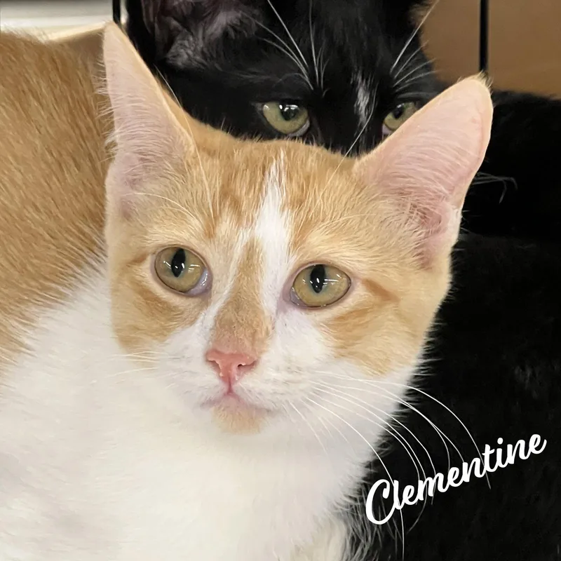 Clementine Sisterofherb