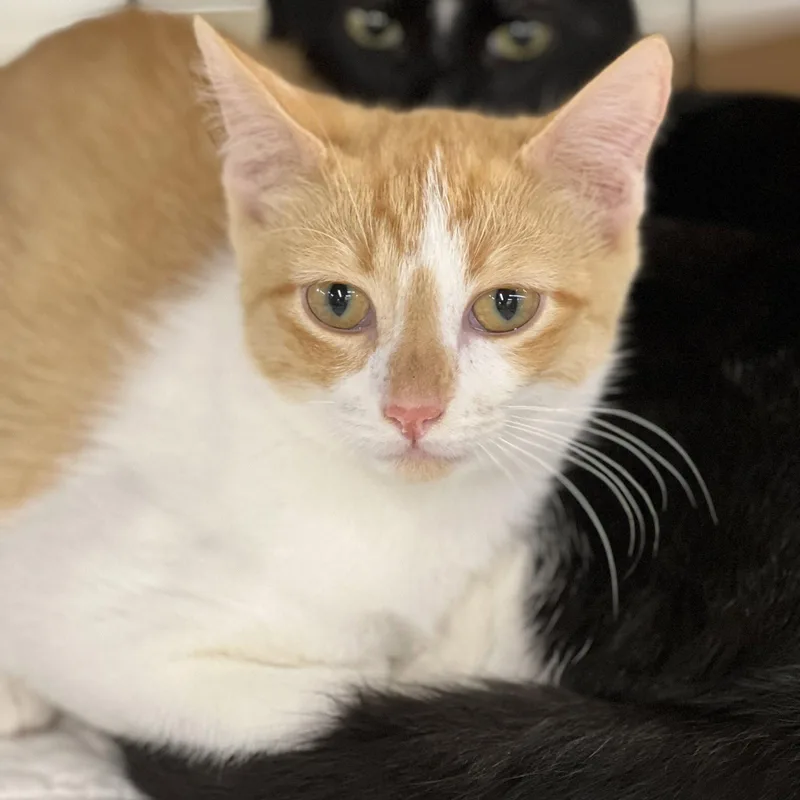 Clementine Sisterofherb thumbnail 3