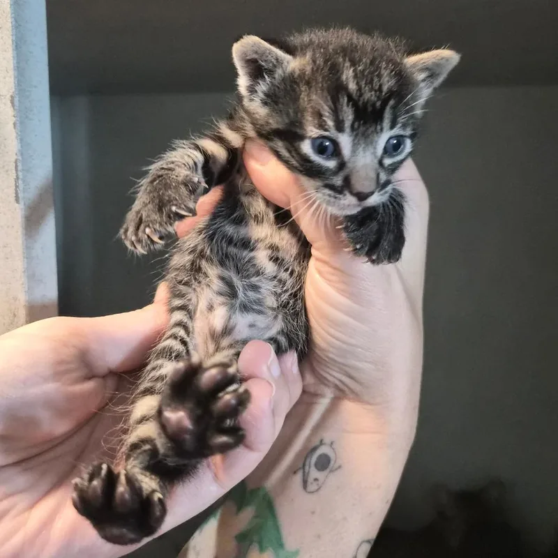 A baby small-sized male Gray / Blue / Silver Domestic Short Hair cat named Hic for adoption in Wahiawa, HI