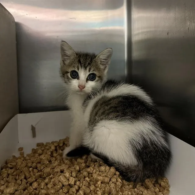 A baby small-sized female Domestic Short Hair cat named Luthor for adoption in San Antonio, TX