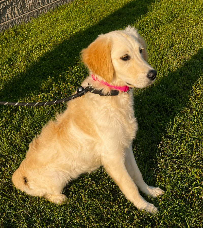 A young medium-sized female Apricot / Beige Labrador Retriever dog named Skylar for adoption in Jay, NY