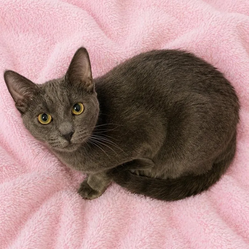A baby medium-sized male Gray / Blue / Silver Russian Blue cat named Luke  Bg for adoption in Glendora, CA
