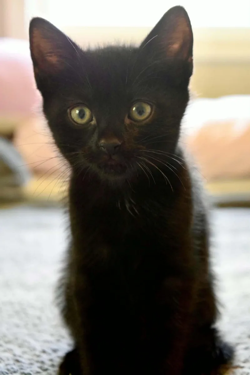 A baby medium-sized male Black Domestic Short Hair cat named Odysseus for adoption in Muncie, IN