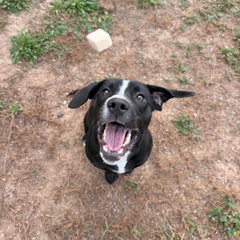 A young medium-sized female Black Labrador Retriever dog named Omri for adoption in Chippewa Falls, WI