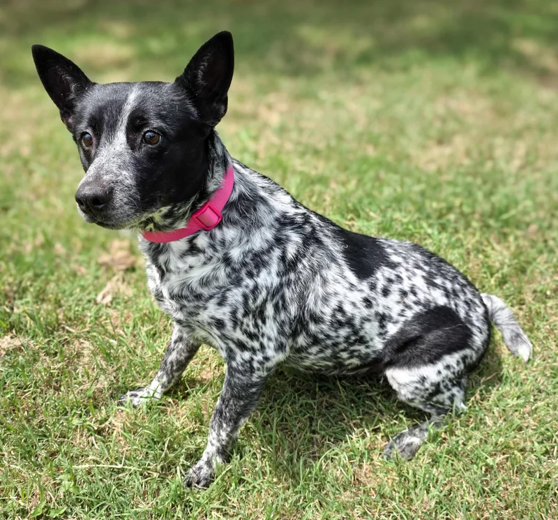 An adult medium-sized female Merle (Blue) Australian Cattle Dog / Blue Heeler dog named Ash for adoption in Gainesville, TX